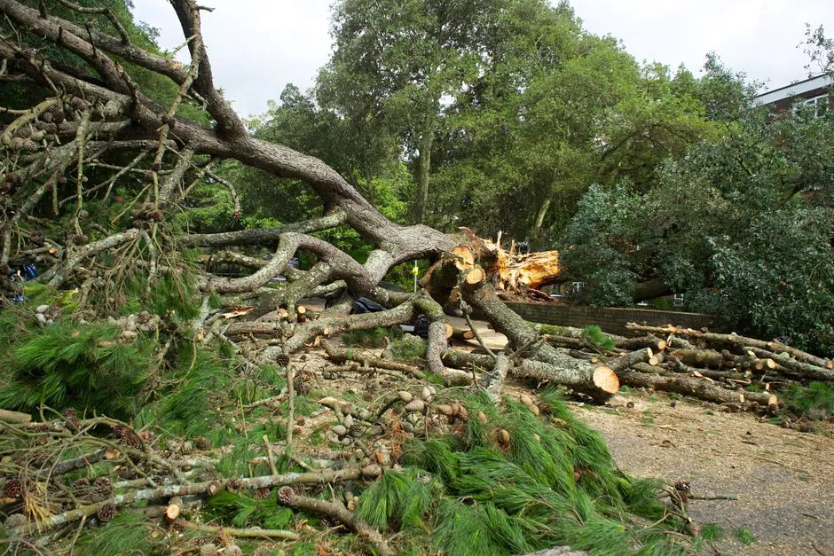 Équipe ARBORUS — arboristes-paysagistes à Béziers