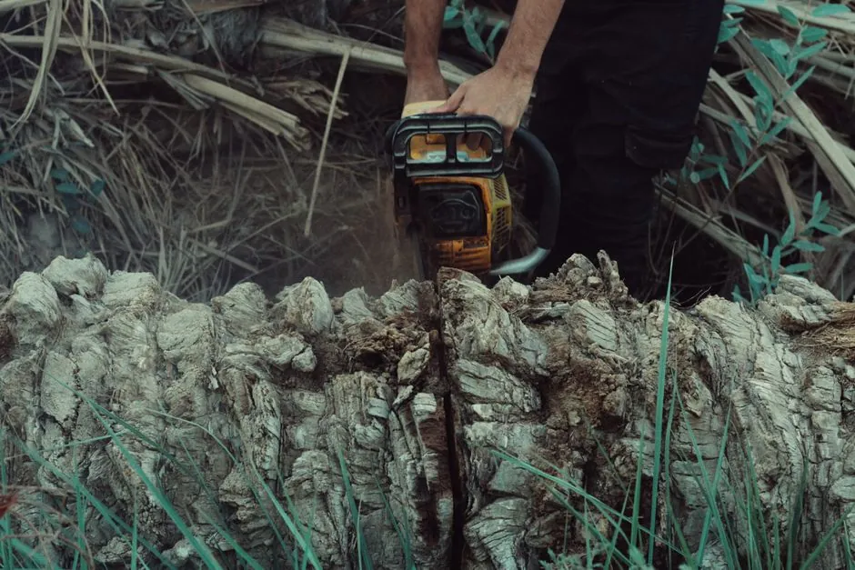 Élagage professionnel — ARBORUS Béziers