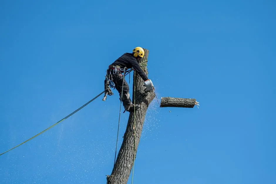 Aménagement paysager — ARBORUS Hérault
